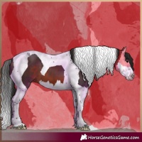 Horse Color:Bay Splash Tobiano