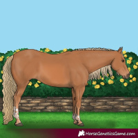 Horse Color:Chestnut Tobiano 