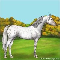 Horse Color:White Spotted Silver Black Appaloosa 
