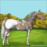 Horse Color:White Spotted Silver Grullo Appaloosa 