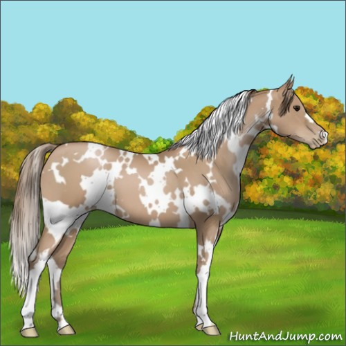 Horse Color:White Spotted Black Pearl 