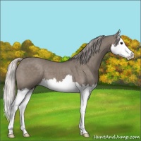 Horse Color:Silver Grullo Splash 