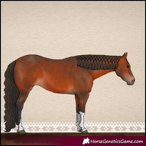 Horse Color:Bay Tobiano 
