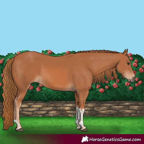 Horse Color:Chestnut Tobiano