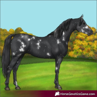 Horse Color:White Spotted Black