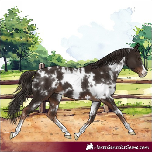 Horse Color:White Spotted Liver Chestnut 