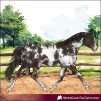 Horse Color:White Spotted Liver Chestnut 