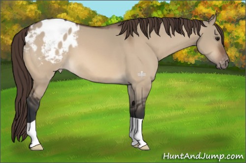 Horse Color:Bay Dun Appaloosa 