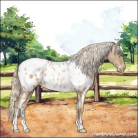 Horse Color:White Spotted Chocolate Palomino Pearl Appaloosa 