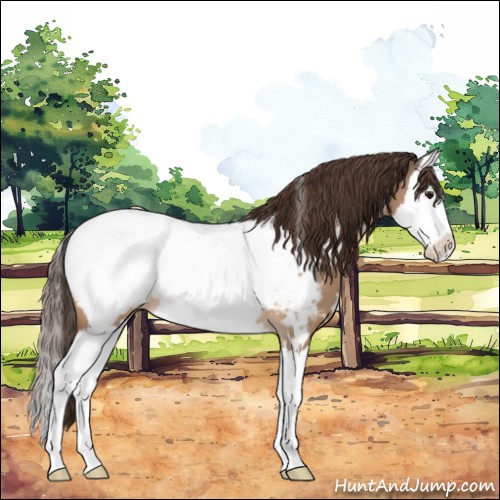 Horse Color:White Spotted Bay Dun Splash Appaloosa 