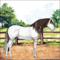 Horse Color:White Spotted Bay Dun Splash Appaloosa 