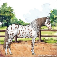 Horse Color:White Spotted Liver Chestnut Appaloosa 