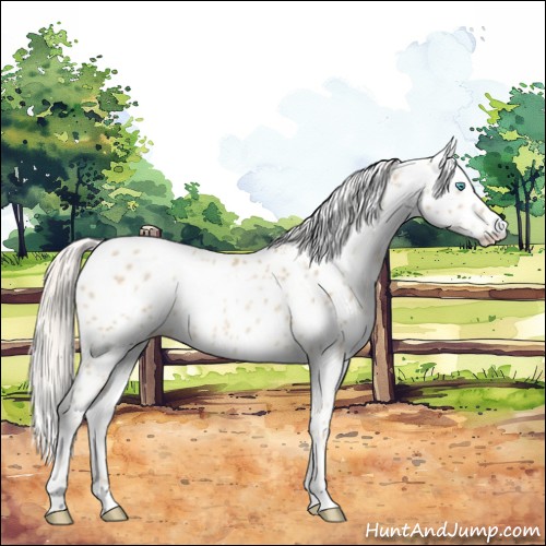 Horse Color:White Spotted Palomino Pearl Appaloosa 