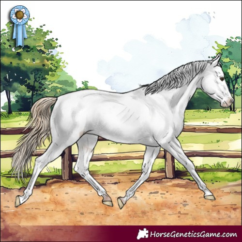 Horse Color:White Spotted Red Dun Appaloosa 
