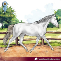 Horse Color:White Spotted Red Dun Appaloosa 