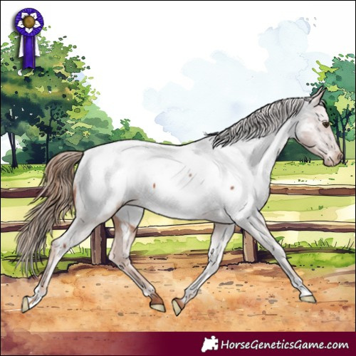 Horse Color:Chestnut Appaloosa 