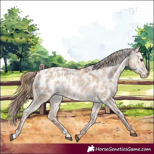 Horse Color:White Spotted Red Dun Roan Near Leopard