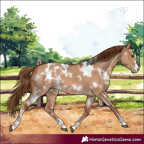 Horse Color:White Spotted Red Dun 