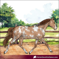 Horse Color:White Spotted Red Dun 