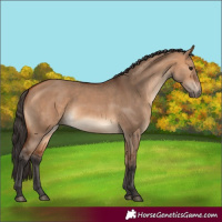Horse Color:Bay Dun 