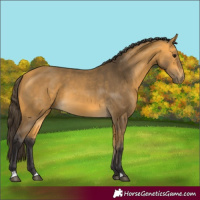 Horse Color:Buckskin 