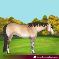 Horse Color:Bay Onyx 