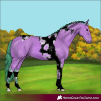 Horse Color:Watercolor Bay Tobiano 