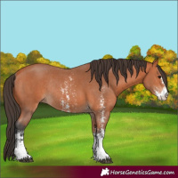 Horse Color:Bay Sabino Rabicano