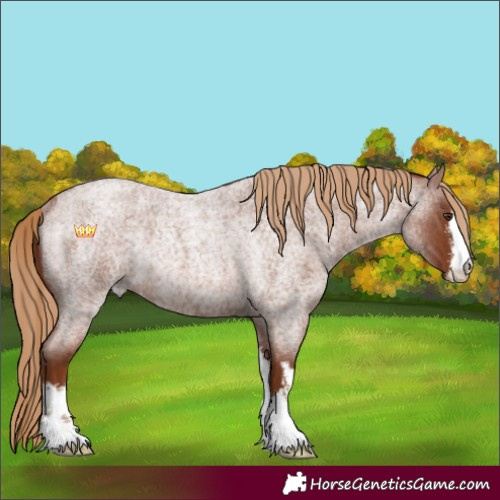 Horse Color:White Spotted Red Roan Rabicano 