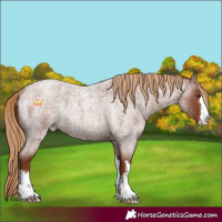 Horse Color:White Spotted Red Roan Rabicano 