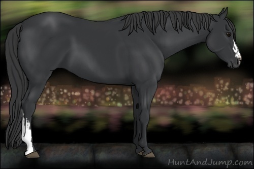 Horse Color:Black and Black