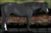 Horse Color:Black  and Black 