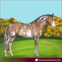 Horse Color:White Spotted Chocolate Palomino Sabino Rabicano 