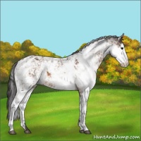 Horse Color:Buckskin Sabino 