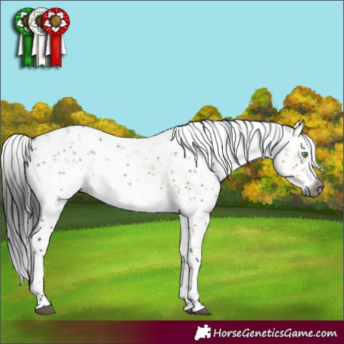 Horse Color:Gray Buckskin Dun Sabino Brindle 