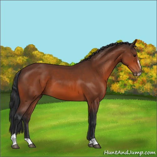 Horse Color:Bay Sabino