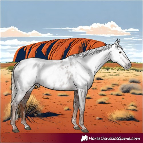 Horse Color:Gray Chestnut Appaloosa 