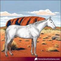 Horse Color:Gray Chestnut Appaloosa 