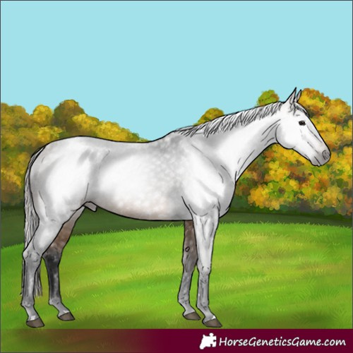 Horse Color:Gray Buckskin Snowcap