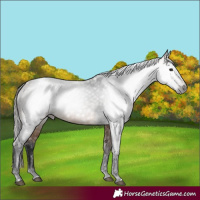 Horse Color:Gray Buckskin Snowcap 