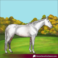Horse Color:Gray Silver Bay Appaloosa 
