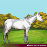 Horse Color:Gray Bay Near Leopard 