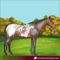 Horse Color:Bay Appaloosa 