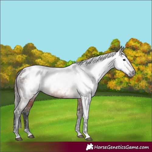 Horse Color:Gray Bay Appaloosa 