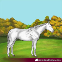 Horse Color:Gray Bay Appaloosa Rabicano 