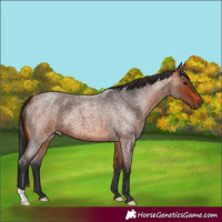 Horse Color:Bay Roan 