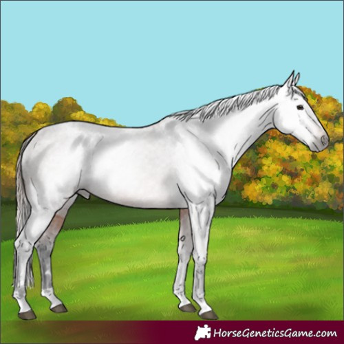 Horse Color:Gray Bay Appaloosa 