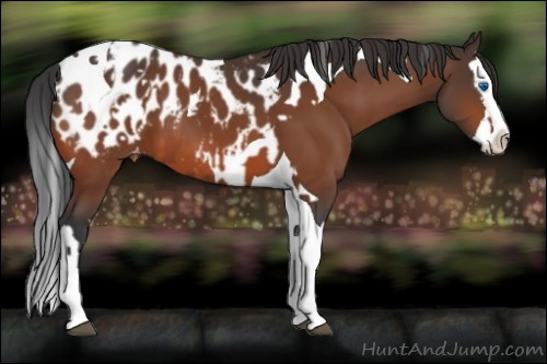 Horse Color:Bay Splash Tobiano Appaloosa and Bay Splash Tobiano Appaloosa