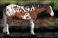 Horse Color:Bay Splash Tobiano Appaloosa  and Bay Splash Tobiano Appaloosa 