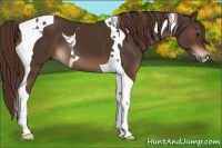 Horse Color:Liver Chestnut Tobiano 